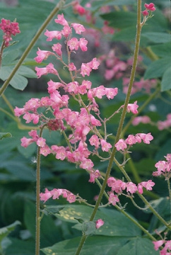 Coral Bells